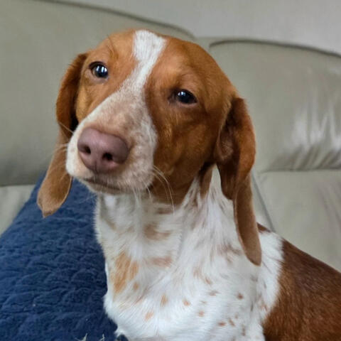 Luis