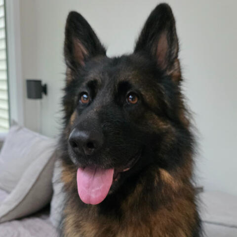 Luis