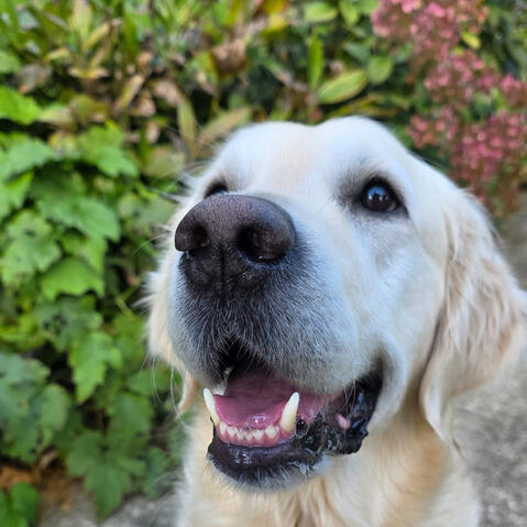 Luis